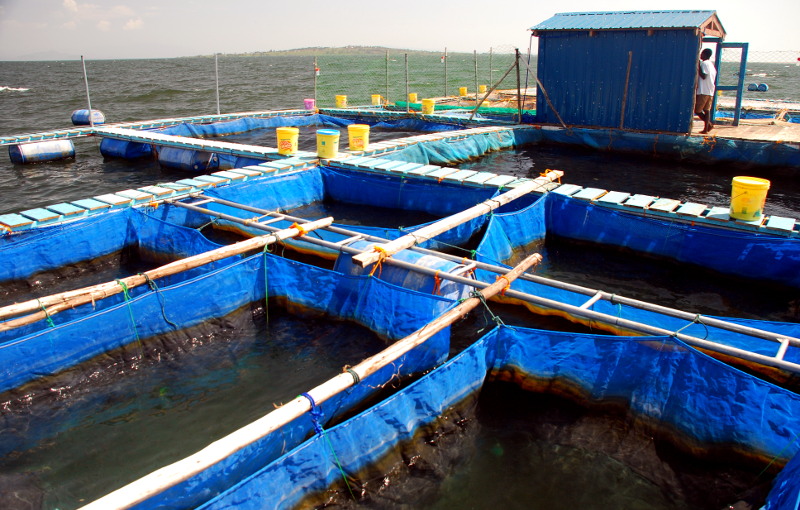 Lake Victoria Deep Water Cages